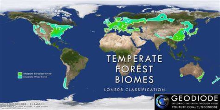 Are temperate forests productive?