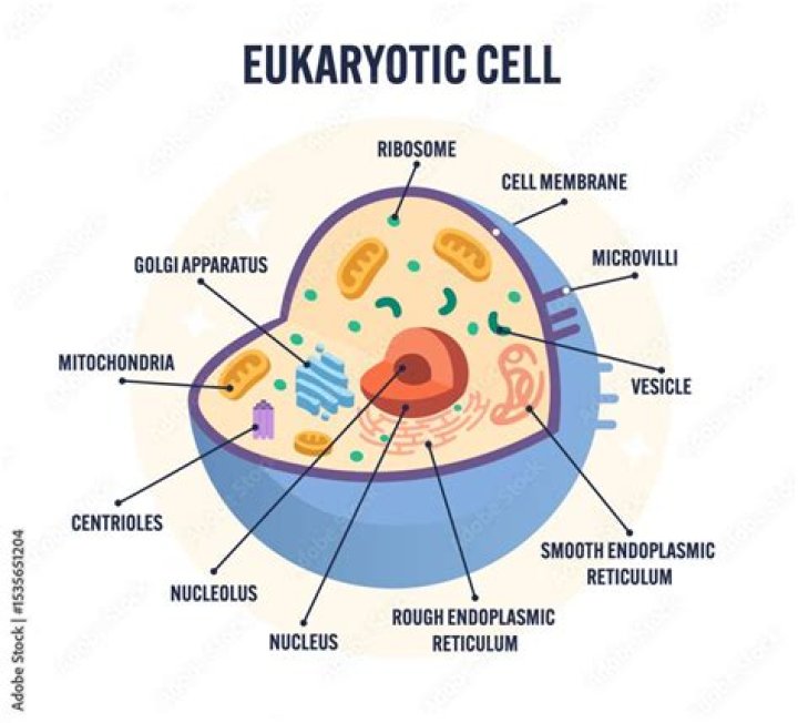 Do animals have eukaryotic cells?
