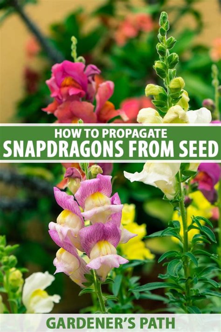Do snapdragons self sow?