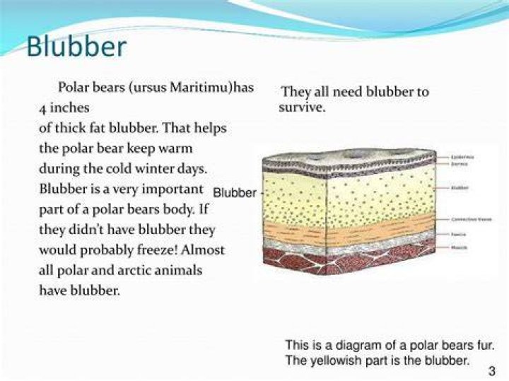 How blubber keeps animals warm?