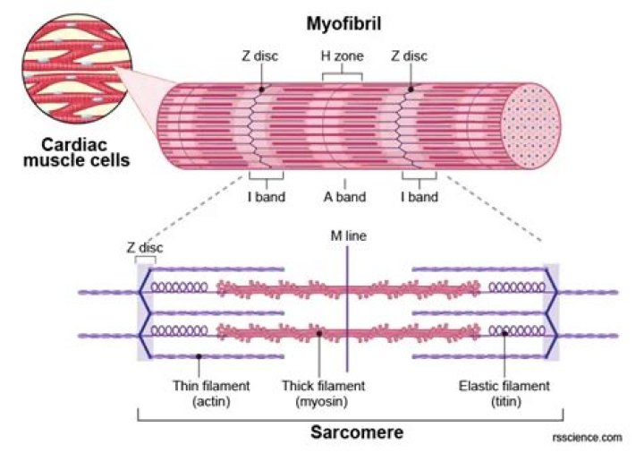 Whats the difference between myofibril?