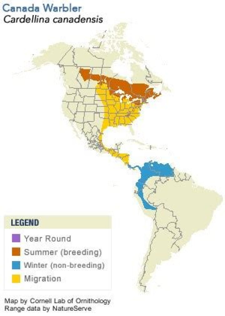 When do scarlet tanagers migrate?