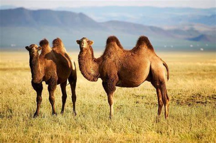 Where do camels live?