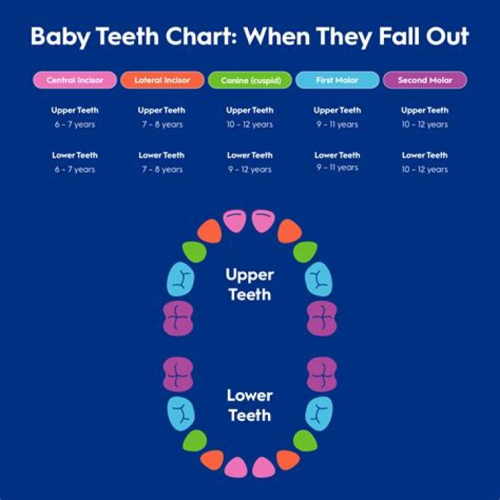 Which milk teeth fall out first?